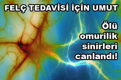 Ölü omurilik sinirleri canlandı