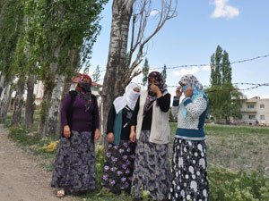 Vatandaş Kavak Ağaçlarından Rahatsız