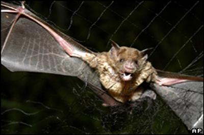 Peruda vampir yarasa paniği 