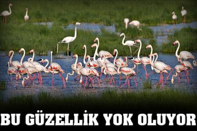 Gediz Deltası yok oluyor