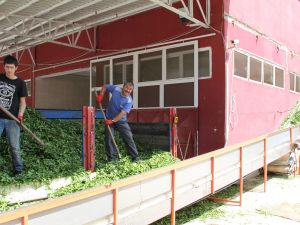 Giresun Çayı Tirebolu 42 Çayı İle Rize Çayı’na Rakip Olmayı Hedefliyor