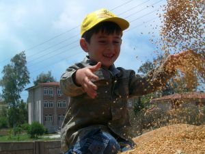 Türkiyenin İlk Buğday Hasadı Adanada Yapıldı