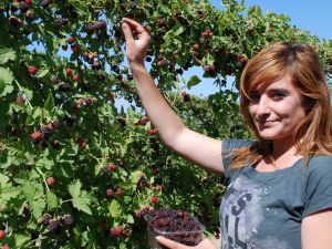 Kayısıda Yüzü Gülmeyen Üreticiyi Böğürtlen Sevindirdi