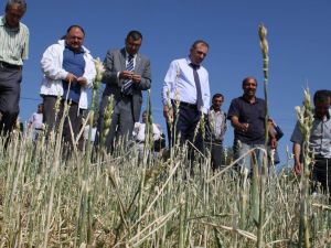 Chp’li Düzgün, Dolu Mağduru Çiftçileri Ziyaret Etti
