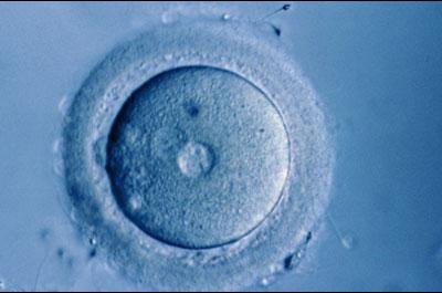 Doğum sorunlarında çözüm yumurtada 