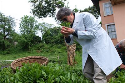 Çaykur altın çağını yaşıyor