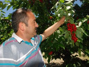 Tokat’tan Rusyaya Kiraz İhracaatı