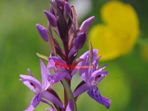 Dondurma şehrine Salep borsası kuruldu