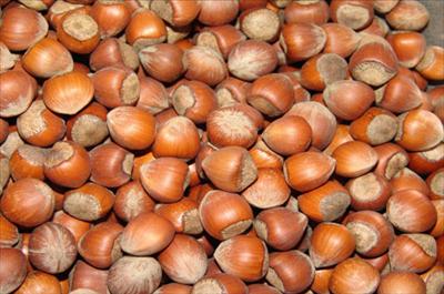 Fındıkta destekleme primi ödemesi seneye kaldı