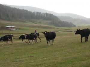 Ordu’da Hayvancılık Sinyal Veriyor