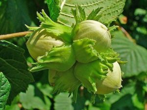 Fındıkta Borlu Gübreleme Araştırması