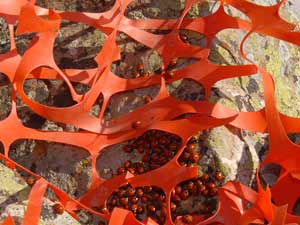 Çevre kirliliğinden uğur böcekleri de nasibini aldı