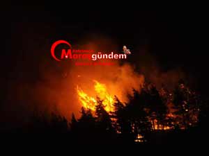 50 Yıllık Ağaçlar Bir Günde Küle Döndü