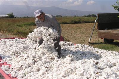 Pamuk Fiyatları Yükselmeye Devam Ediyor