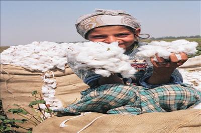 Çukurova Pamuk Fiyatlarını Yükseltti