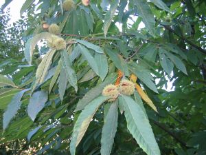 Ordu’da Ağaçlarda Kanser Ve Dalkıran Hastalığı