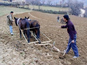 Orduda Karasaban Hala Gözde