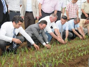 Ordu’da Kesme Çiçek Üretimi Artıyor