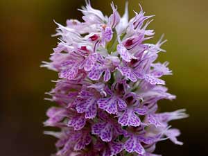 Çiçek Çiçek Kahramanmaraş