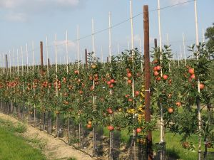 Ordu’da Organik Tarım