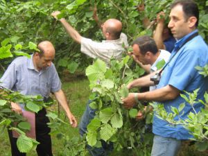 Trabzon’da 2012 Yılı Çotanak Sayımına Göre Fındık Rekoltesi Belirlendi