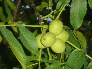Ordu’da Ceviz Yetiştiriciliği