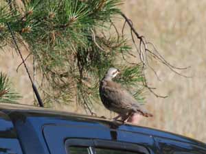 Kınalı Keklikler Doğaya Salındı