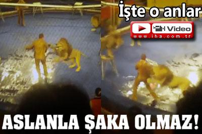 Aslanlar, Eğitmenlerine Saldırdı