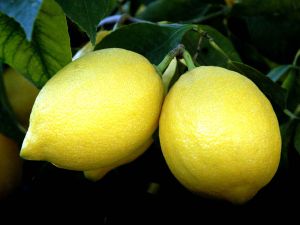 Çukurova’da ‘zam Şampiyonu’ Limon Oldu