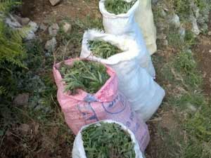 Jandarma, Uyuşturucu Tacirlerine Geçit Vermedi 