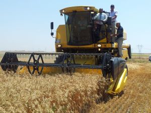 Tarım Bakanı Eker Buğday Hasadı Yaptı