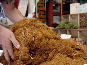 Meyan Yılın Bitkisi Seçildi