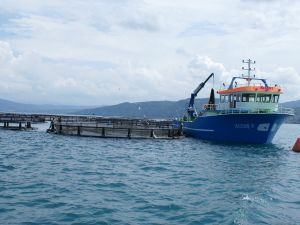 Ordu Su Ürünlerinde Geri Kaldı