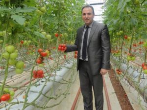 Türkiye Petrolleri, Seracılığın Maliyetini Yüzde 80 Azalttı