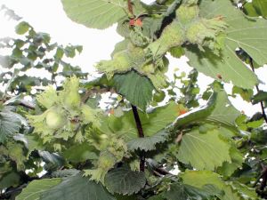 Ordu’da Üreticinin De Esnafın Da Gözü Daldaki Fındıkta