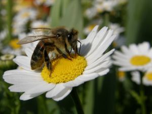 Bal Arısının Sırrı