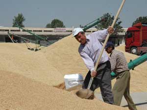 Buğday Hasadı Başladı