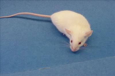 Farelerde Depresyon Tedavi Edildi