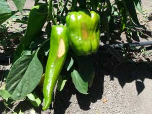 Aynı Kökte Hem Sivri Hem De Dolmalık Biber