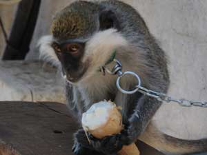 Sıcak Havada Dondurma Keyfine Diyecek Yok