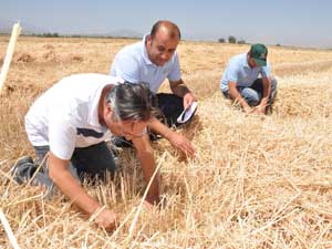 Elbistanda Ziraat Mühendisleri Biçerdöverleri Denetledi