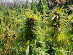 Kenevirle Kuşları Yemleyecekmiş 