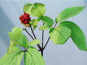 Halsizliğe, Güçsüzlüğe, Strese Doğal Çözüm: GINSENG