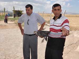 Elbistanda Bin 200 Hindi Palazı Telef Oldu