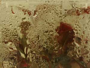 Urmu Dutu Fidanını Klonladı