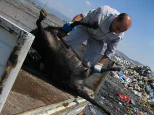 Zabıta’dan Kaçak Kesime Müdahale