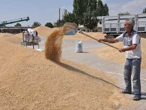 Elbistanda Buğday Üretimi