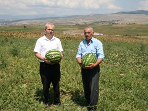 Vezirköprü’de Karpuz Yetiştiriciliği Yaygınlaşıyor