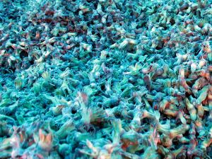 Fındıkta Aflatoksin Uyarısı