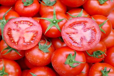 Domates Rekoru